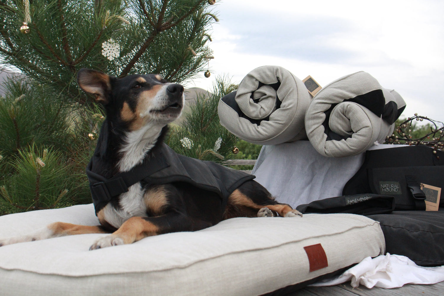 Accommodation in New Zealand that allow dogs