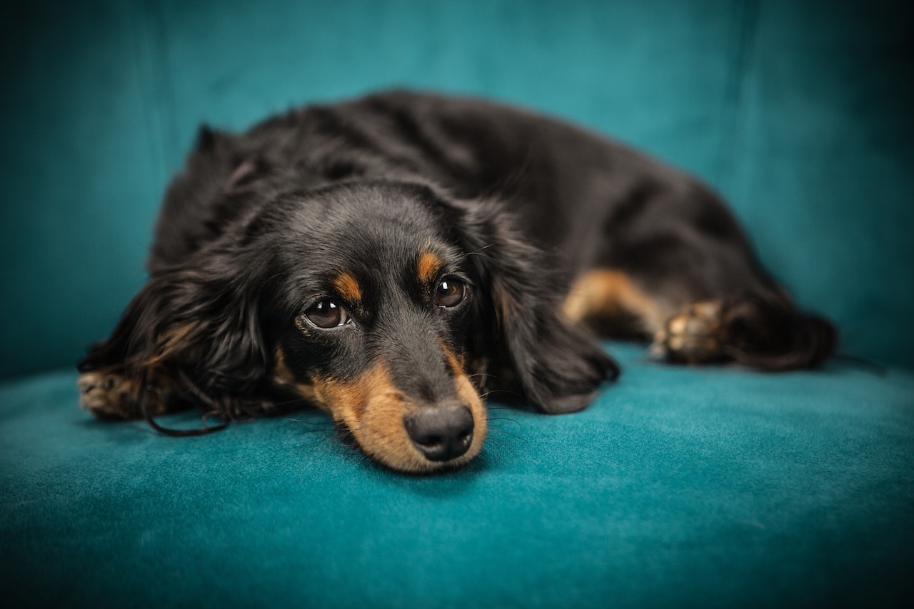 The Impact of a Good Night's Sleep on Your Dog's Behaviour