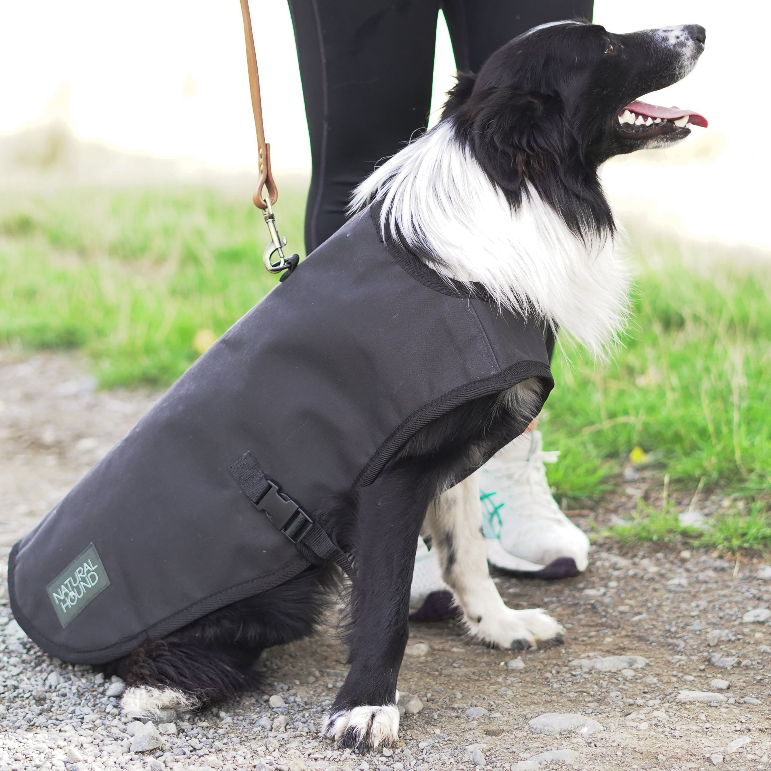 Venture Dog Coat