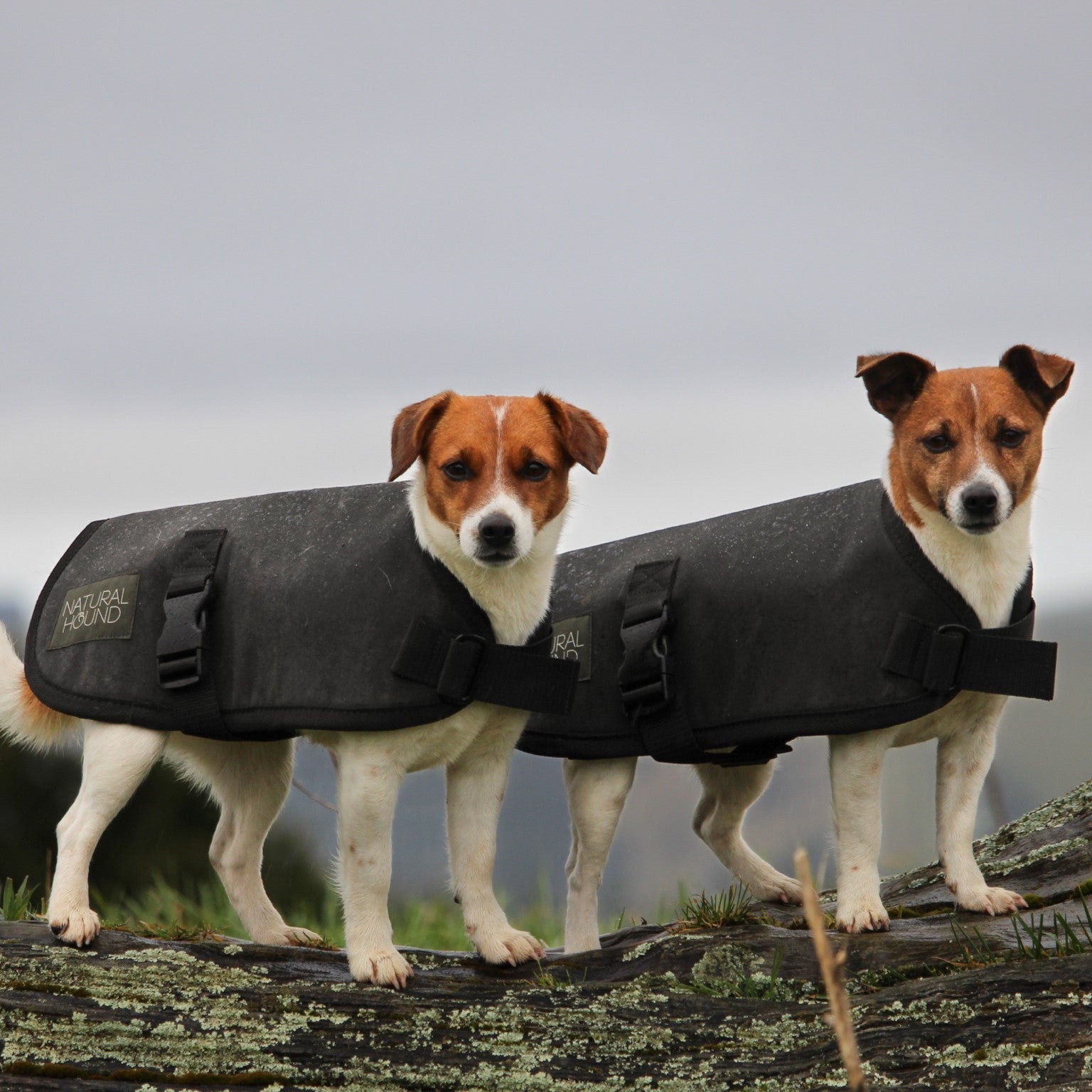 Dog Beds Dog Coats by Natural Hound